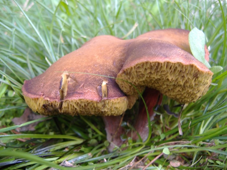Boletus 2